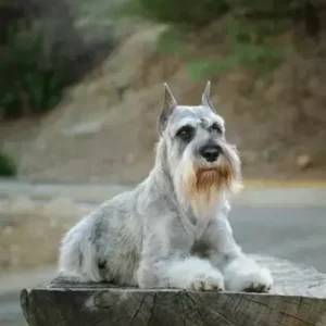Standard Schnauzer - ThePetWorld