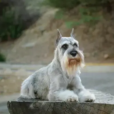 Standard Schnauzer - ThePetWorld