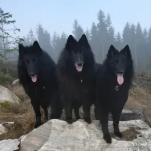 Belgian Sheepdog-ThePetWorld