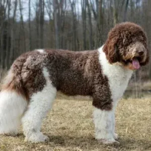 Saint Berdoodle - ThePetWorld