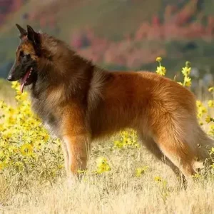 Belgian Tervuren-ThePetWorld