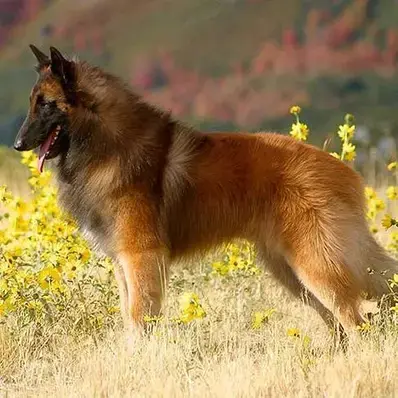 Belgian Tervuren-ThePetWorld
