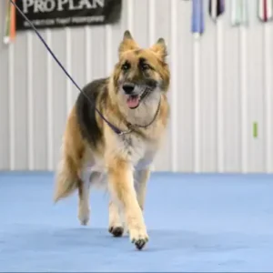 Shiloh Shepherd - ThePetWorld
