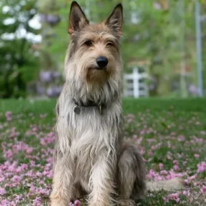 Berger Picard-ThePetWorld