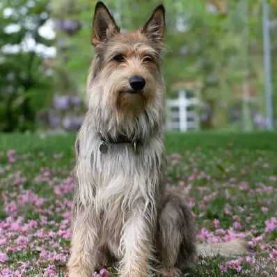 Berger Picard-ThePetWorld