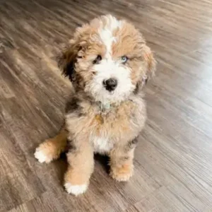 Bernedoodle-ThePetWorld
