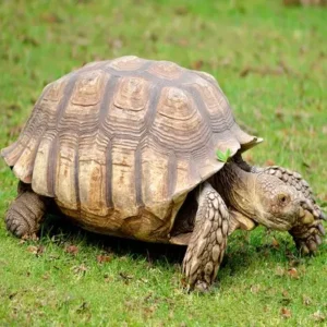 African Spurred Tortoise - ThePetWorld