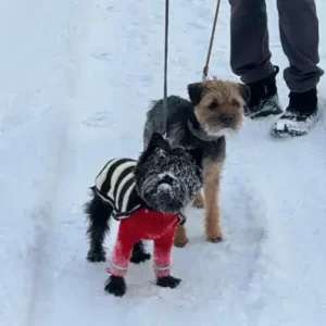 Affen Border Terrier-ThePetWorld