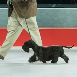 Cesky Terrier-ThePetWorld