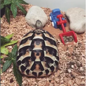 Greek Tortoise - ThePetWorld