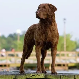 Chesapeake Bay Retriever - ThePetWorld