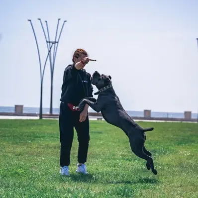 Cane Corso-ThePetWorld
