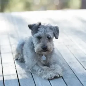 Schnoodle - ThePetWorld