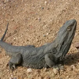 Eastern Bearded Dragon - ThePetWorld