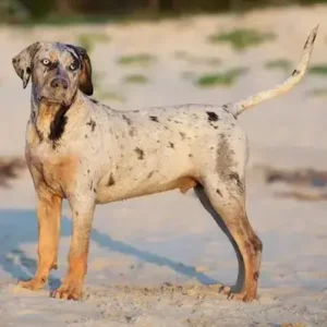 Catahoula Leopard- ThePetWorld