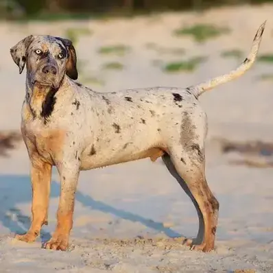 Catahoula Leopard- ThePetWorld