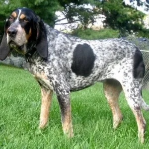 Bluetick Coonhound - ThePetWorld