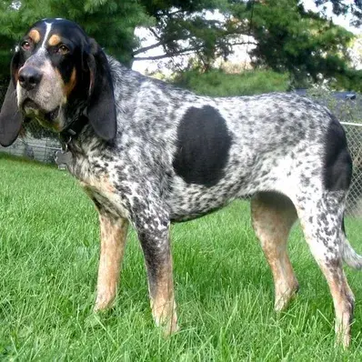 Bluetick Coonhound - ThePetWorld
