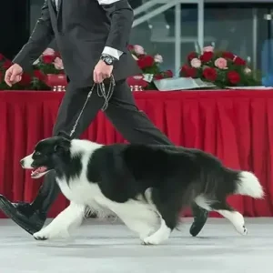 Border Collie- ThePetWorld