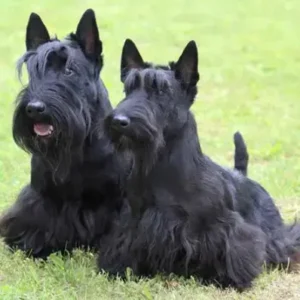 Scottish Terrier - ThePetWorld