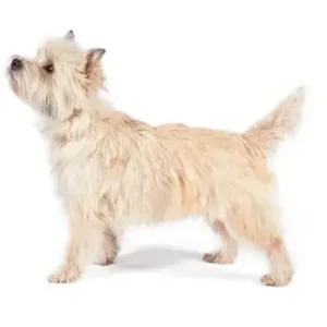 Cairn Terrier - ThePetWorld