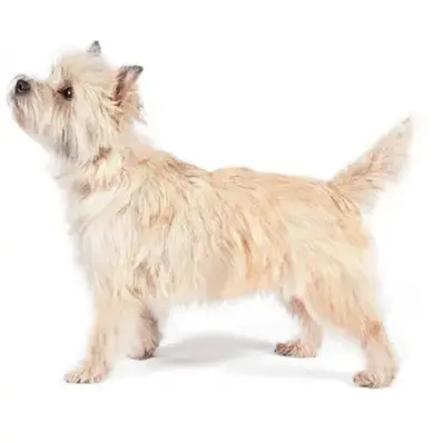 Cairn Terrier - ThePetWorld