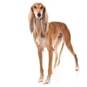 Saluki - ThePetWorld