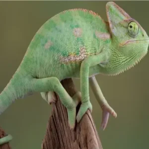 Veiled Chameleon - ThePetWorld