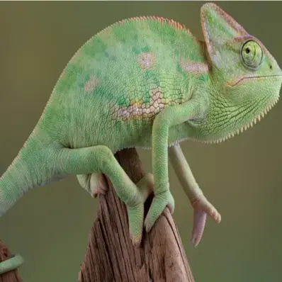 Veiled Chameleon - ThePetWorld