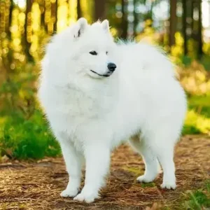 Samoyed-ThePetWorld