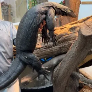 Asian Water Monitor - thePetWorld