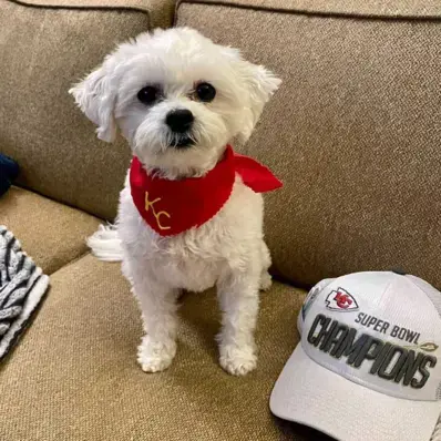 Shih-Poo - ThePetWorld