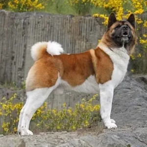Akita-ThePetWorld