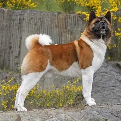 Akita-ThePetWorld