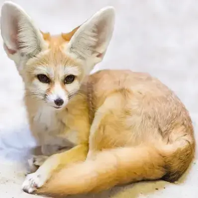 Fennec Fox - ThePetWorld