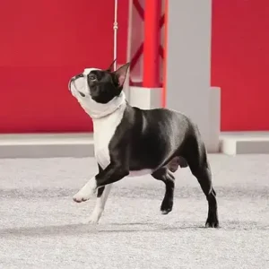 Boston Terrier-ThePetWorld