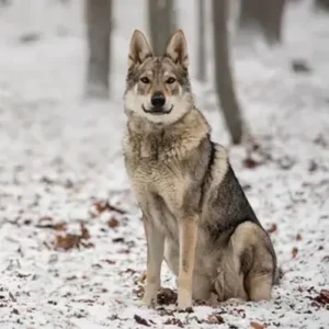 Czechoslovakian Vlcak (Wolf Dog) - ThePetWorld