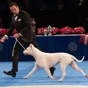 Dogo Argentino-ThePetWorld