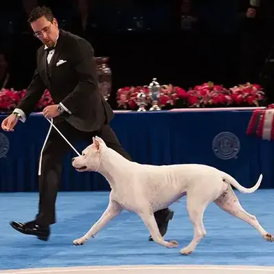 Dogo Argentino-ThePetWorld
