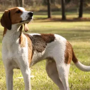 Treeing Walker Coonhound - ThePetWorld