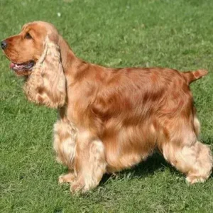 Cocker Spaniel-ThePetWorld