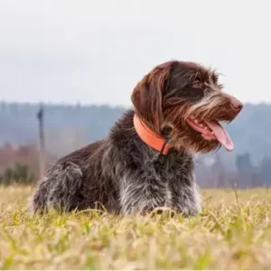 Wirehaired Pointing Griffon - ThePetWorld