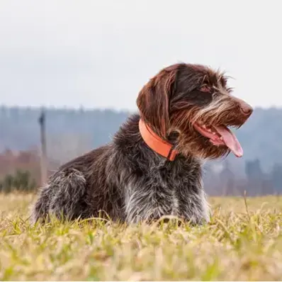Wirehaired Pointing Griffon - ThePetWorld