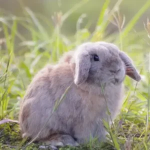 Holland Lop - ThePetWorld