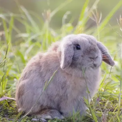 Holland Lop - ThePetWorld