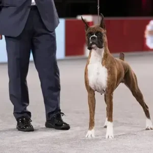 Boxer-ThePetWorld