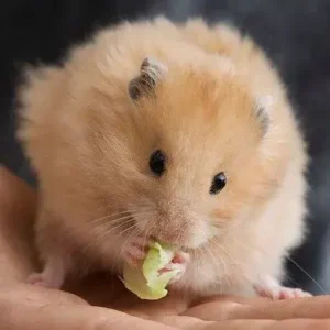 Golden Hamster - ThePetWorld