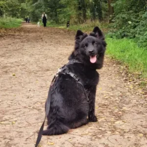 Swedish Lapphund - ThePetWorld