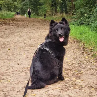 Swedish Lapphund - ThePetWorld