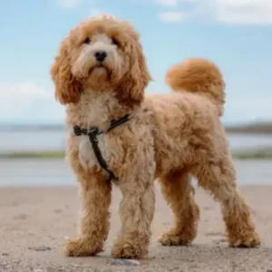 Cockapoo-ThePetWorld